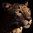 9JMtn2EsneA-channel-avatar-abdelmounim Mrayah