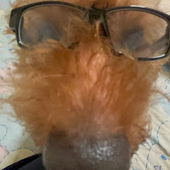 爆転ちゃんねるアイコン画像