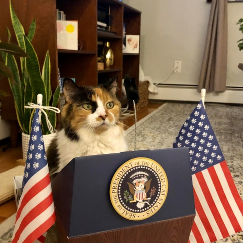 KittyCatForPresident32