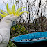 akHssb-UiZY-channel-avatar-Aussie Birdbath