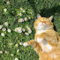 D5BJ8YX7m3Q-channel-avatar-Cozy Meoww