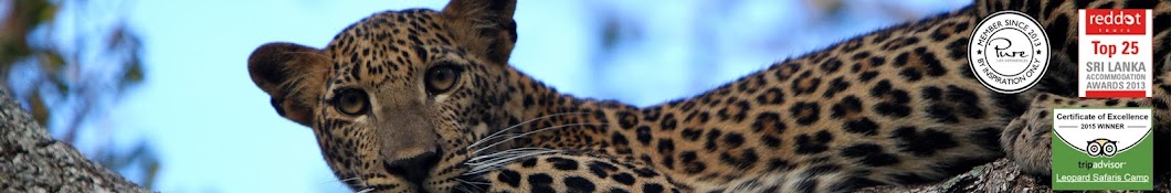 Noel Rodrigo's Leopard Safaris यूट्यूब चैनल अवतार