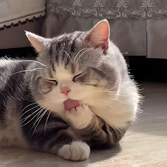 シネマ・キャット