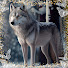 W8ZNbdy0G3I-channel-avatar-Wolf Gang