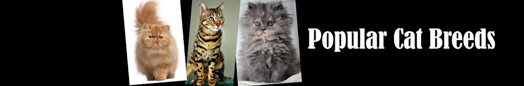 Popular Cat Breeds ইউটিউব চ্যানেল অ্যাভাটার