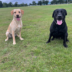 Ruby And Bonnie The Labradors