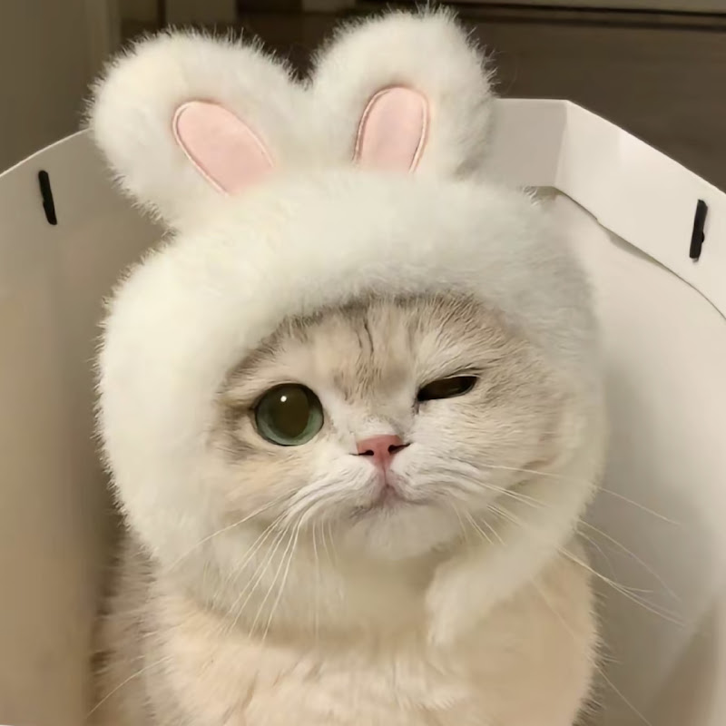 喵喵Cat Story Logo