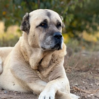Armenian Gampr profile image