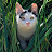 @Oreo-s7r