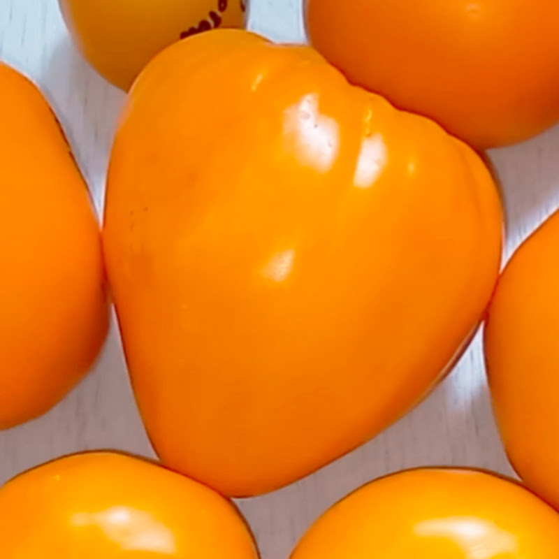 Садоводство с Еленой Logo