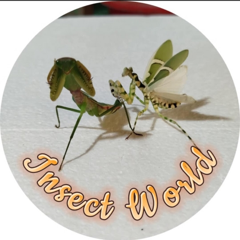 King of insects 