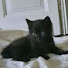 PrvvMhKxuSA-channel-avatar-darkness_1