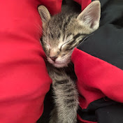 AdorableKittens