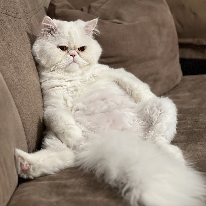Luna, The persiancat😻