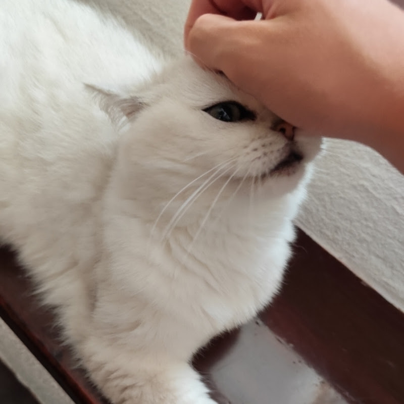 Chuan