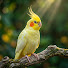 bQjUed51jDI-channel-avatar-The Cockatiel Bird Club