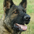 o7tsB-8J-EU-channel-avatar-DDR German Shepherd Dog
