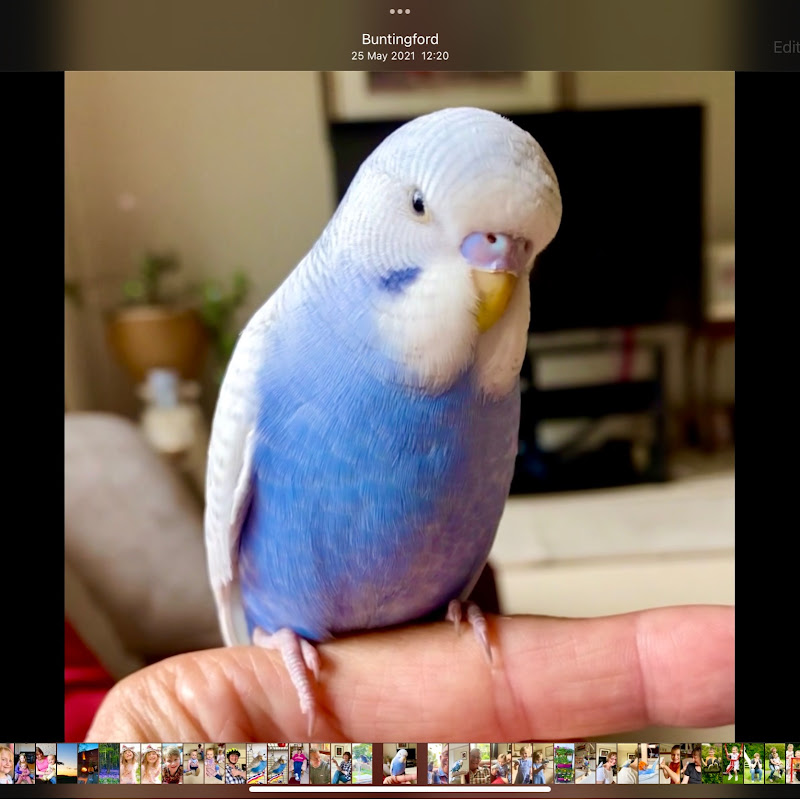 Budgie Boo, our amazing talking budgie icon