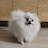 @mypets2025-ok