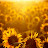 @_Sunflower_Field_