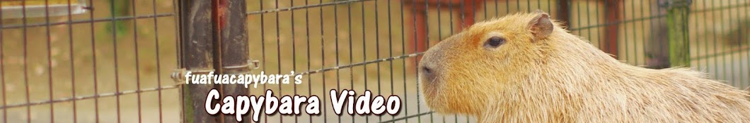 fuafuacapybara Avatar del canal de YouTube