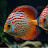 @RealDealFish Avatar