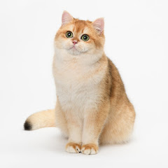 領養品種貓アイコン画像