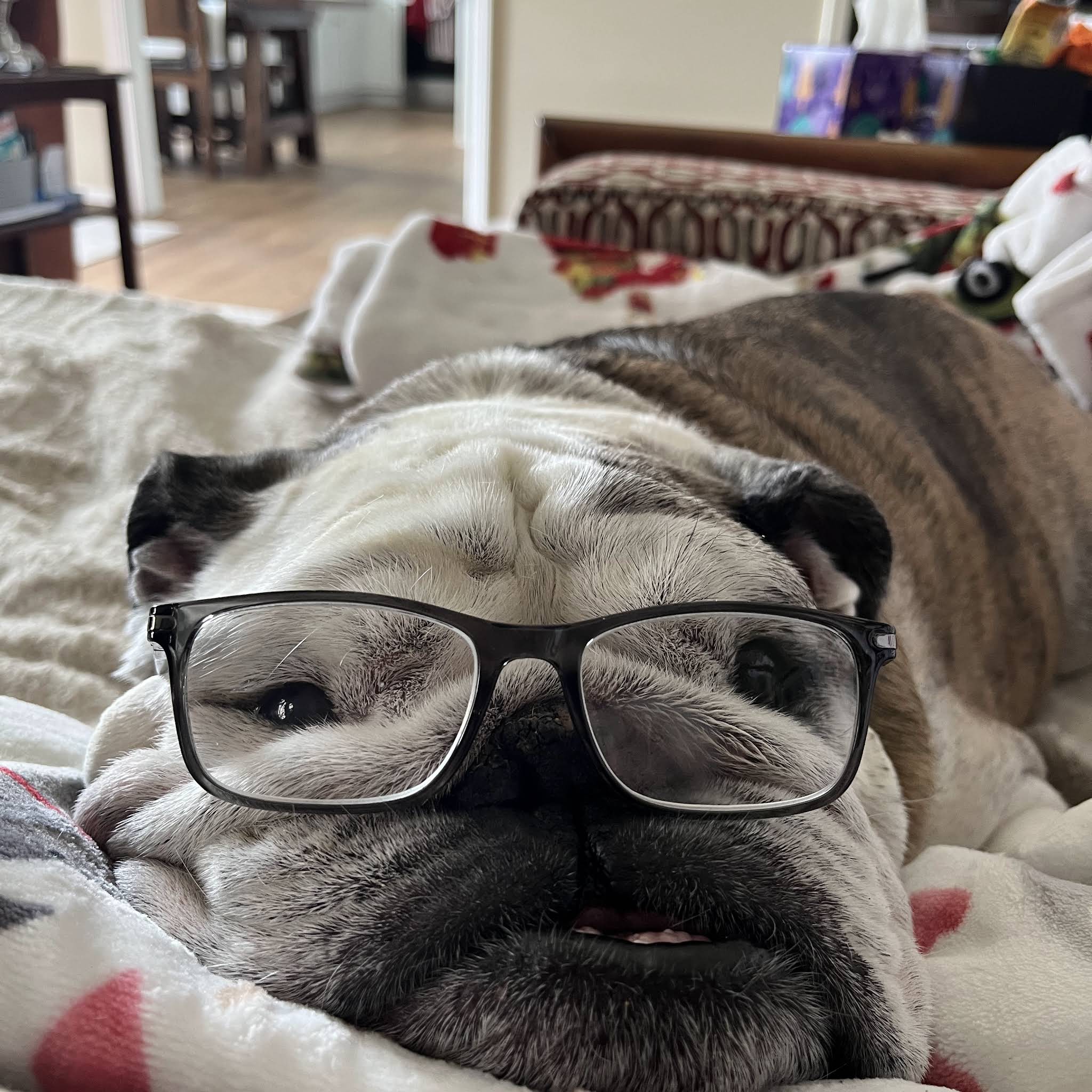 Post from Reuben the Bulldog