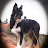 @SolarflareBorderCollies