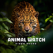 Animal Watch