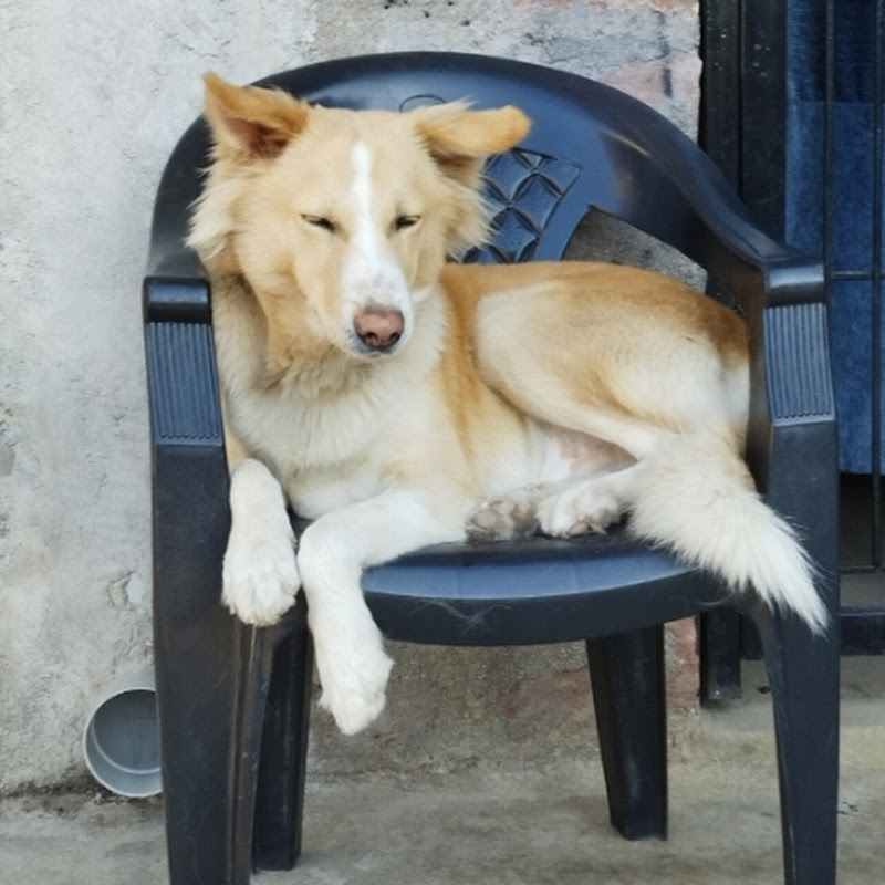 Hire TOMMY  — Pets & Animals YouTube creator for sponsorships