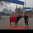 MUyNSBoezyg-channel-avatar-rocky siwaya jhota race