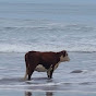 CowOfTheSea The 3rd