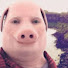 gL88wFUUA48-channel-avatar-Mr john pork