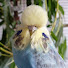 IRjzSQ_6-Vw-channel-avatar-MyBirds
