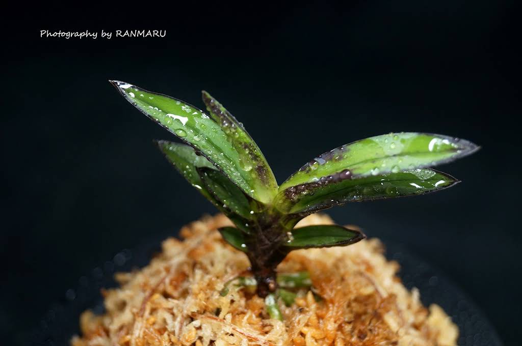 富貴蘭【黒魁】 1本 (園芸JAPAN掲載) 富貴蘭【黒魁】 1本 (園芸JAPAN掲載) 園芸JAPAN【毎月12日発売】 (@