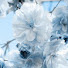 awTGzoF5yjo-channel-avatar-Sukoshi_Butterfly