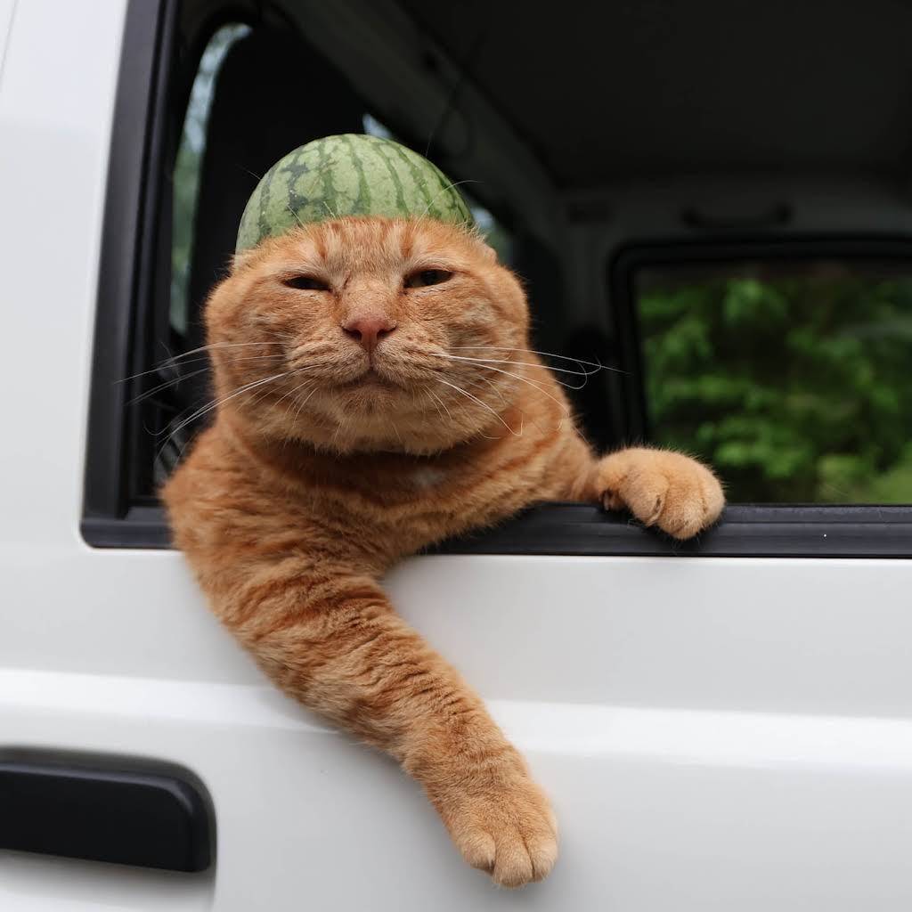 のせ猫 YouTube