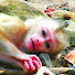 tdi6O0Te0JE-channel-avatar-Wild Animal Monkey