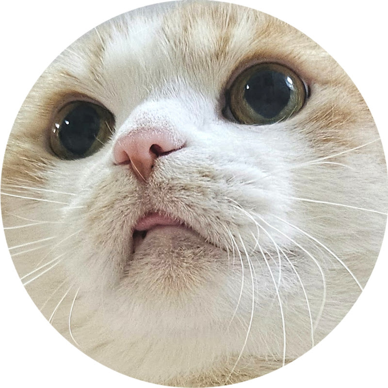 인스타 하는 고양이 이치즈