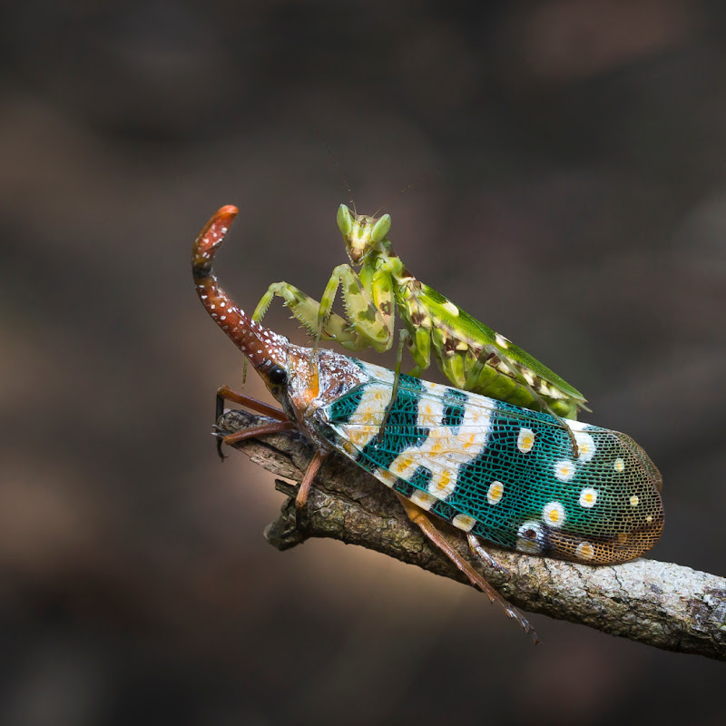 Eastern insects