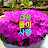 다육똘이사랑 Korean succulent plants 