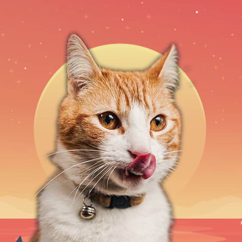 Ros - Adventure Cat