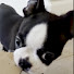 z5VYOXm0gu4-channel-avatar-Covey The Boston Terrier