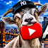 f8k8KaojZOc-channel-avatar-Andy ShowHD
