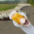rkH1u-t8DLs-channel-avatar-Hilariousloop