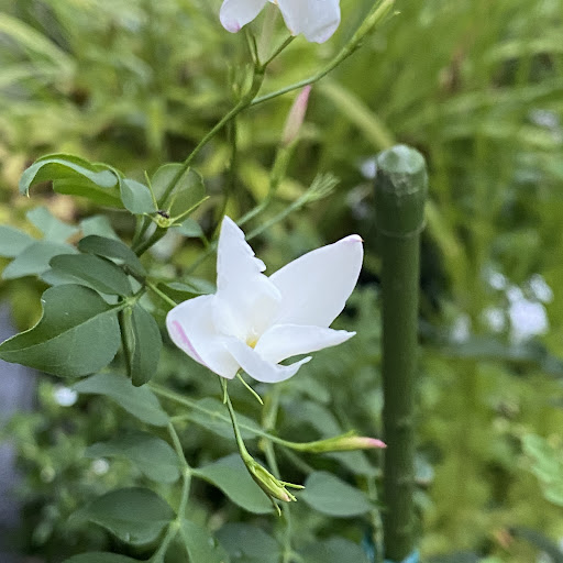 Post from みーちゃんねる【鉢植え園芸愛好家】 - YouTube