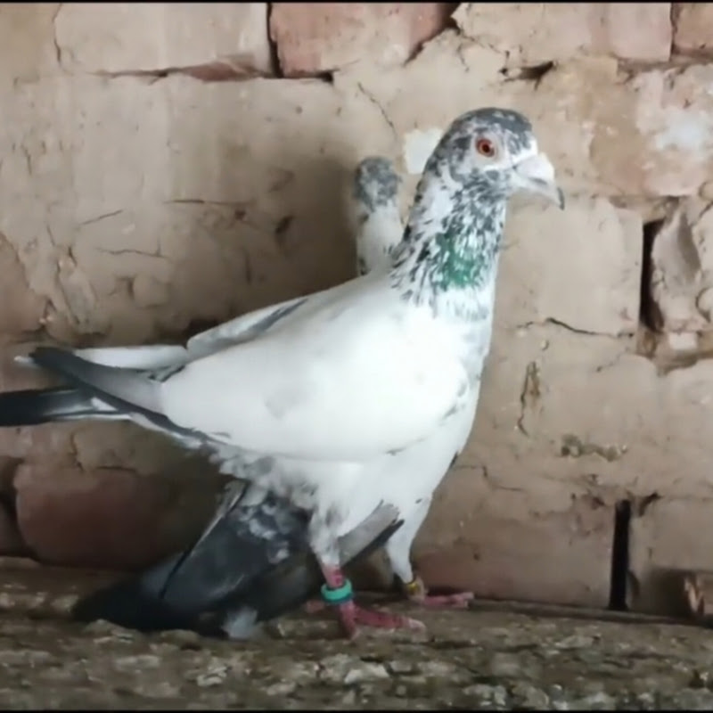 Hire কবুতর প্রেমিক  — Pets & Animals YouTube creator for sponsorships