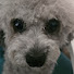 1hDBOtEeQqI-channel-avatar-purdy's channel