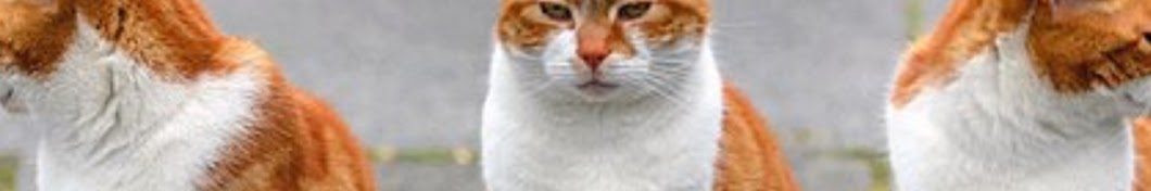 Funny Cat Chanel Avatar del canal de YouTube